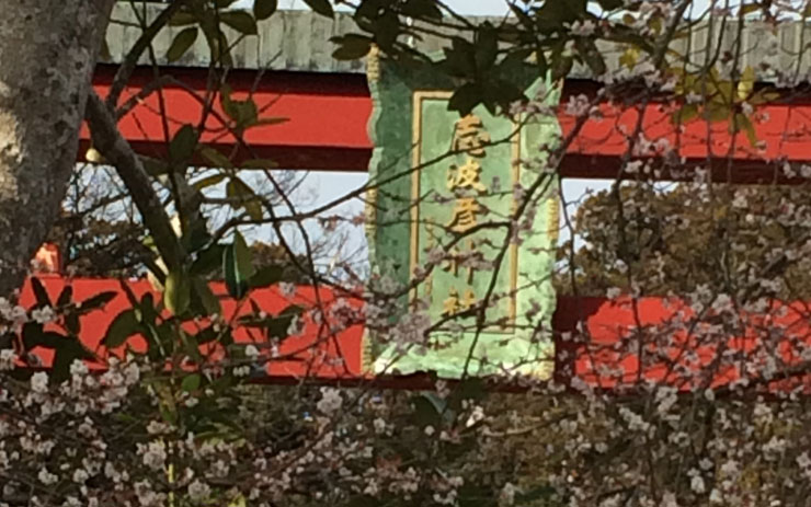 塩釜神社 鳥居と桜
