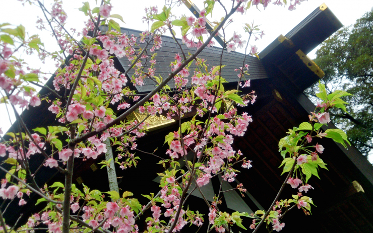 東京大神宮 桜と社殿